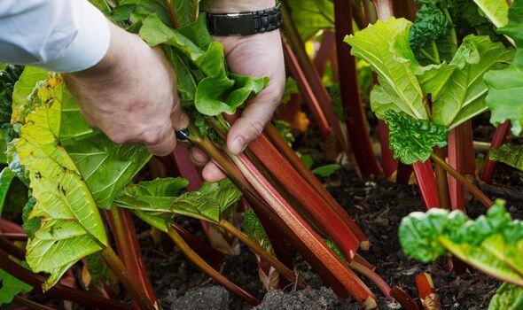gardener harvesting fresh rhubarb in the garden