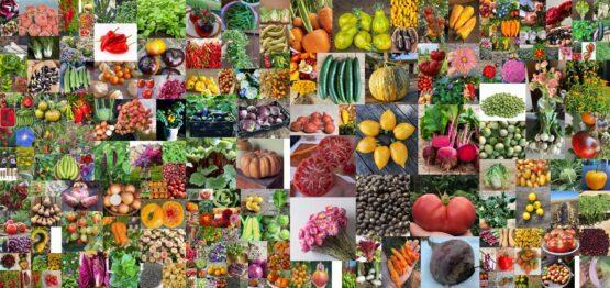 a collage showcasing fresh spinach, ripe peaches, and parsley, highlighting their vibrant colors and textures