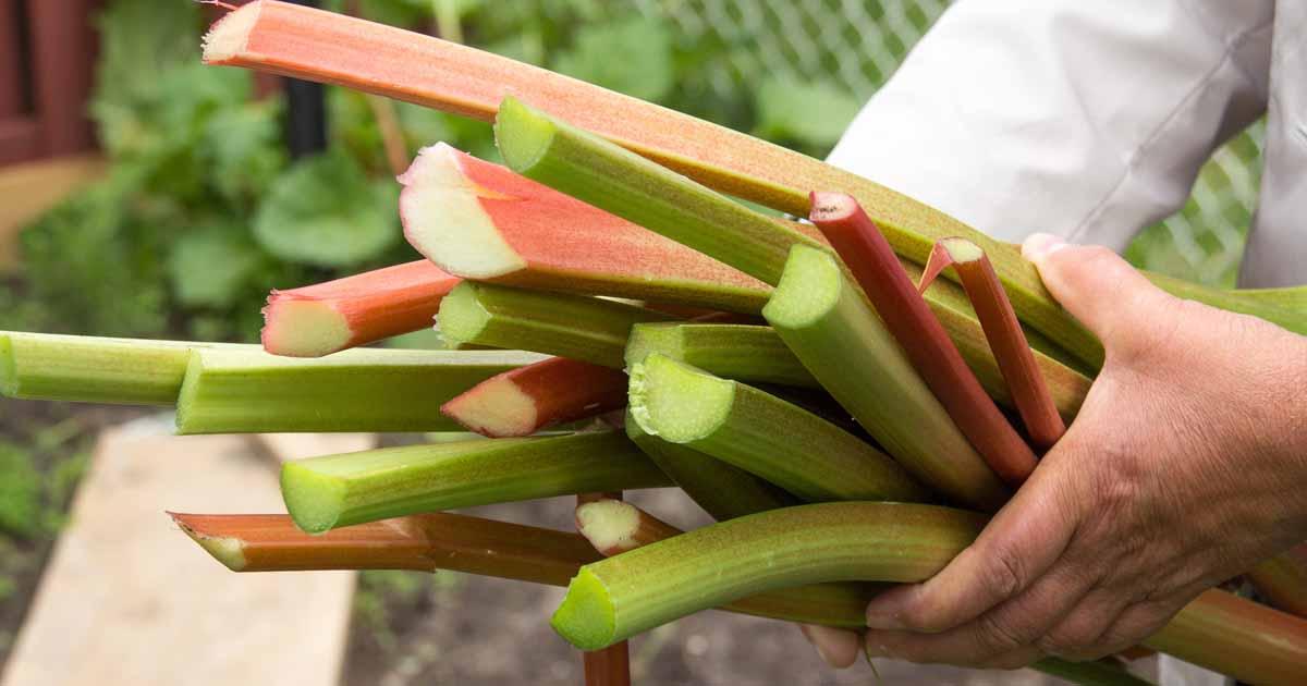 Overhead shot of rhubarb stalks freshly picked from a garden