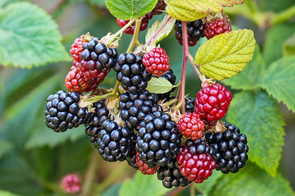 close up of blackberry bush with berries