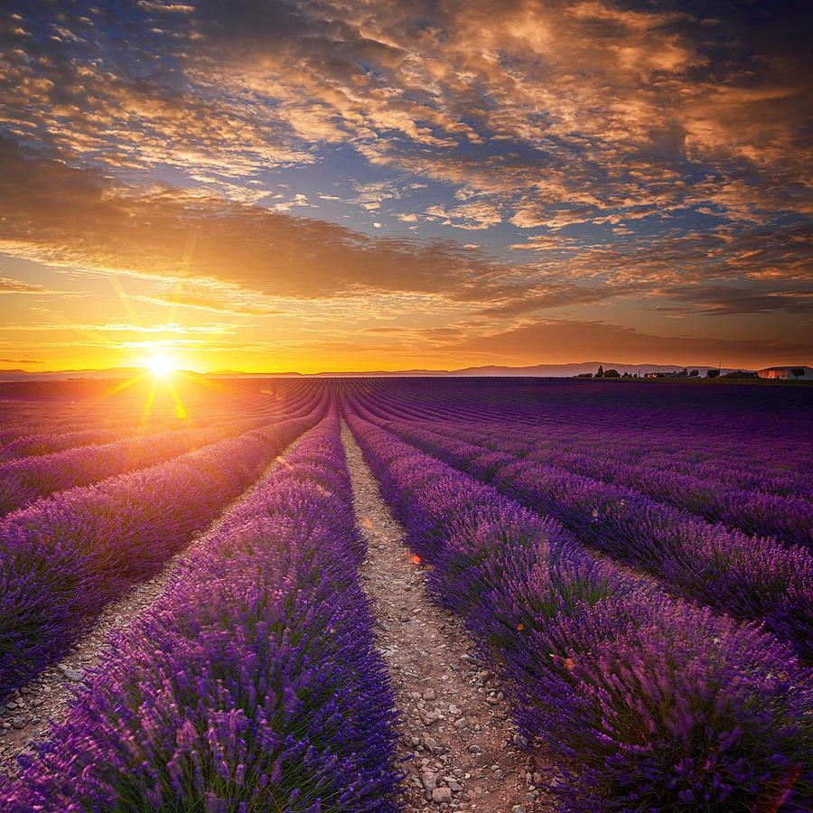 lavender field at sunset