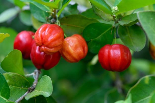close up of Acerola cherries on a tree