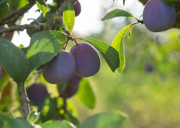 close up shot of ripe plums on a tree branch