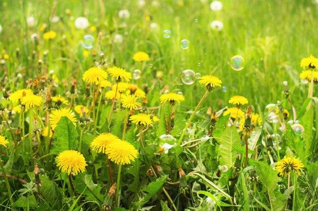 a sunny field full of dandelions