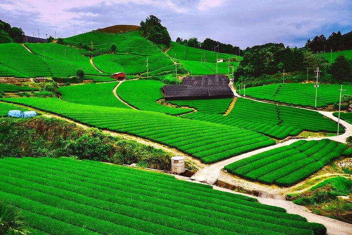 A serene tea field in Uji, Kyoto, with meticulously cultivated rows of green tea plants
