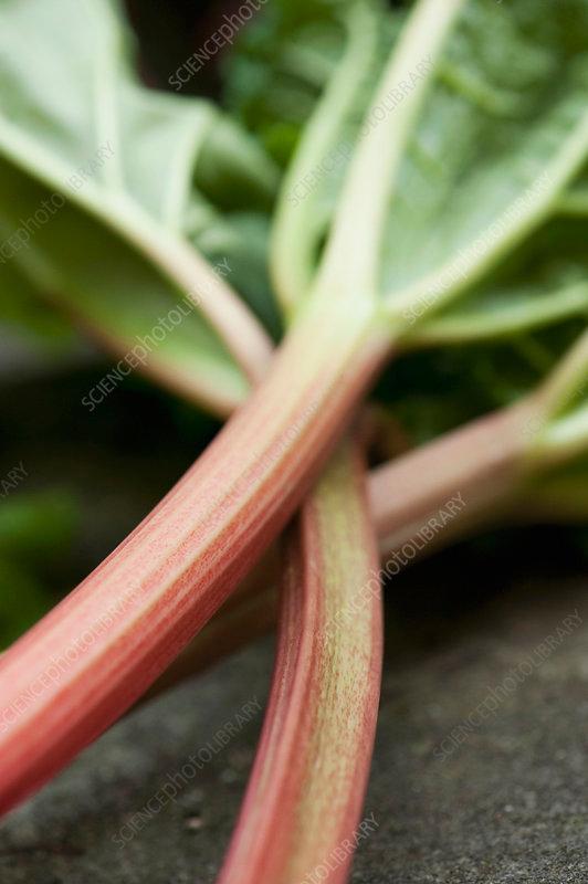 close-up shot of rhubarb stalks