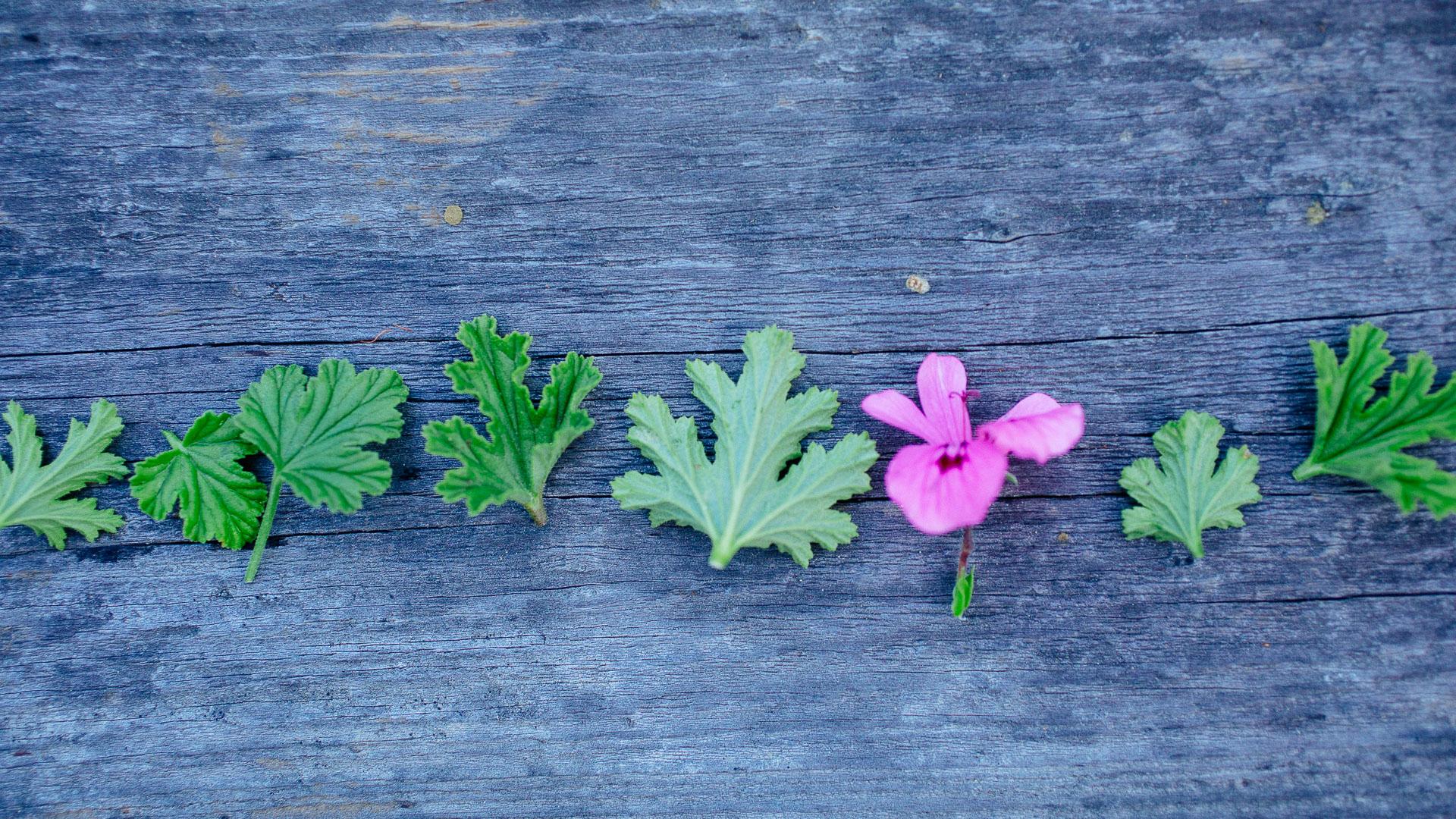 Rose Geranium Rhubarb Botanical Compote on a wooden table
