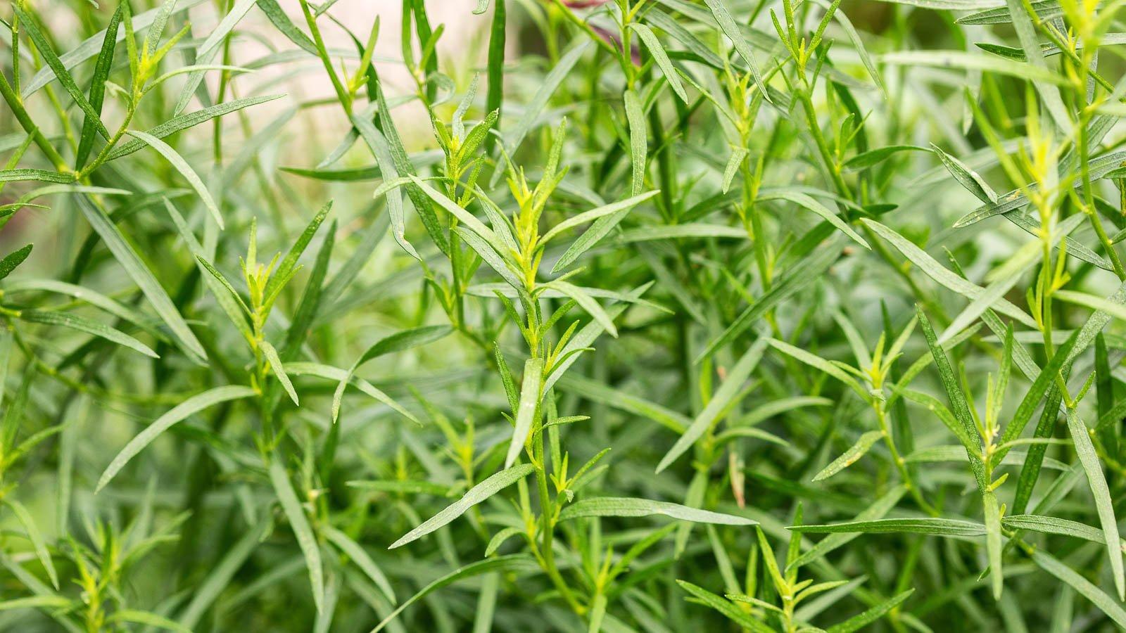 close up of fresh tarragon leaves and pink salt crystals