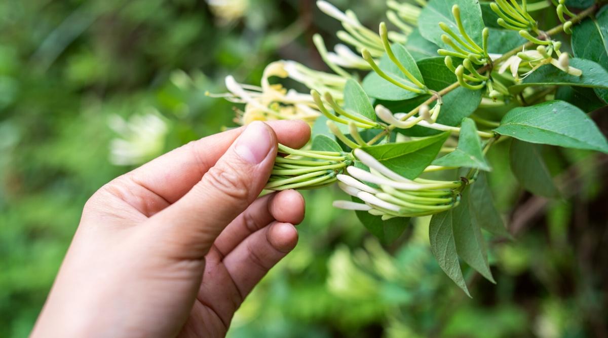 close-up of a person picking honeysuckle flowers