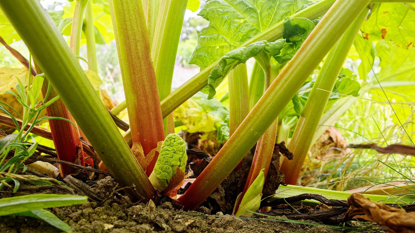 close-up of fresh rhubarb stalks with green leaves in a garden
