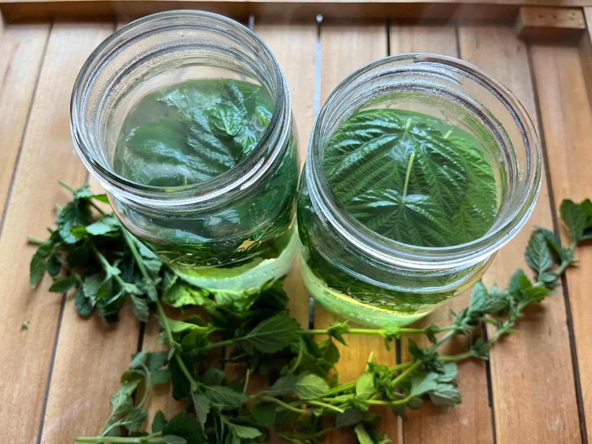steaming cup of bearberry lemon balm tea with fresh herbs