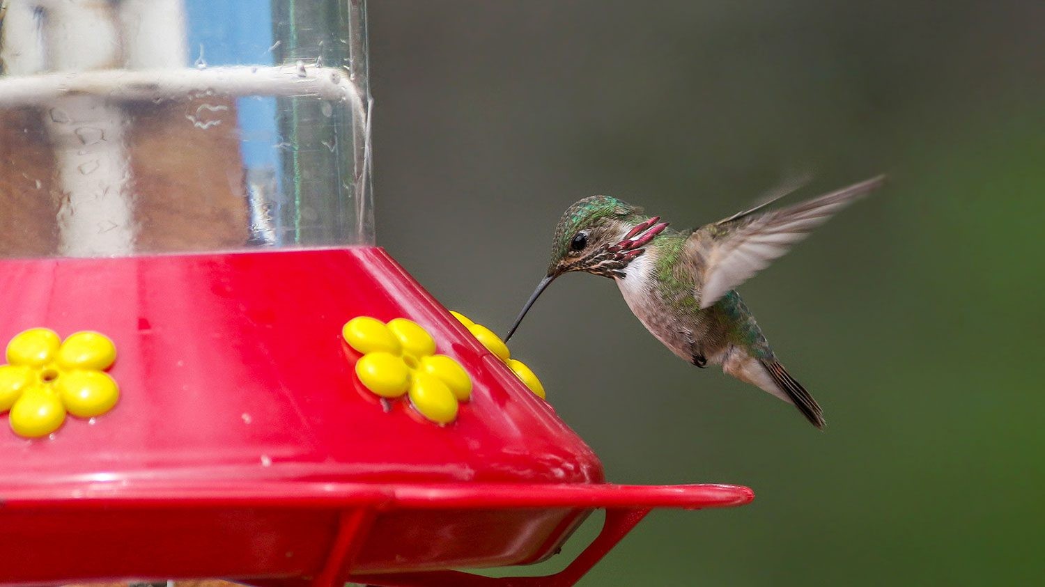 close-up of a hummingbird feeding from a red hummingbird feeder filled with clear liquid